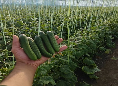 تصویر 2 از خرید و قیمت خیار گلخانه ای جیرفت + فروش عمده